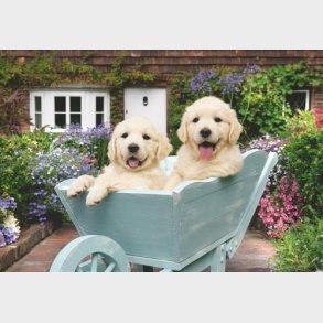 Ravensburger Puslespil - Golden Retriever Hunde - 200 Brikker