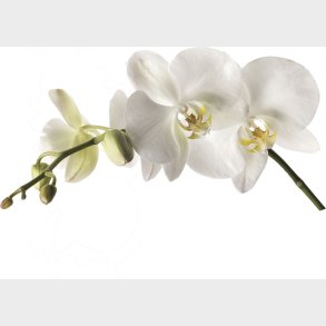Roommates Decor - Wallstickers - Gigant Hvid Orkid