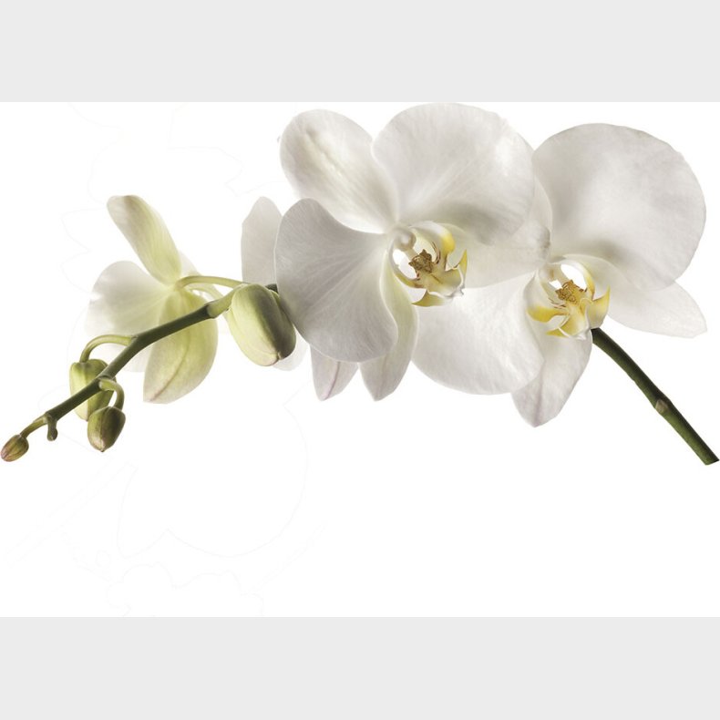 Roommates Decor - Wallstickers - Gigant Hvid Orkid