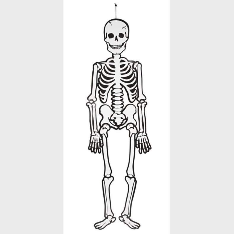 Creativ Company | Skelet (glow in the dark) i karton, 120 cm.