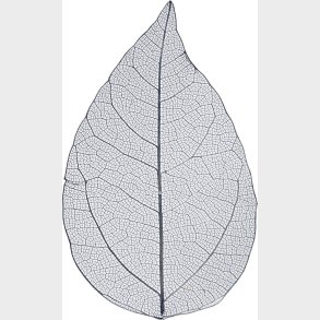 Skeletblade - L 6-8 Cm - Bl - 20 Stk.