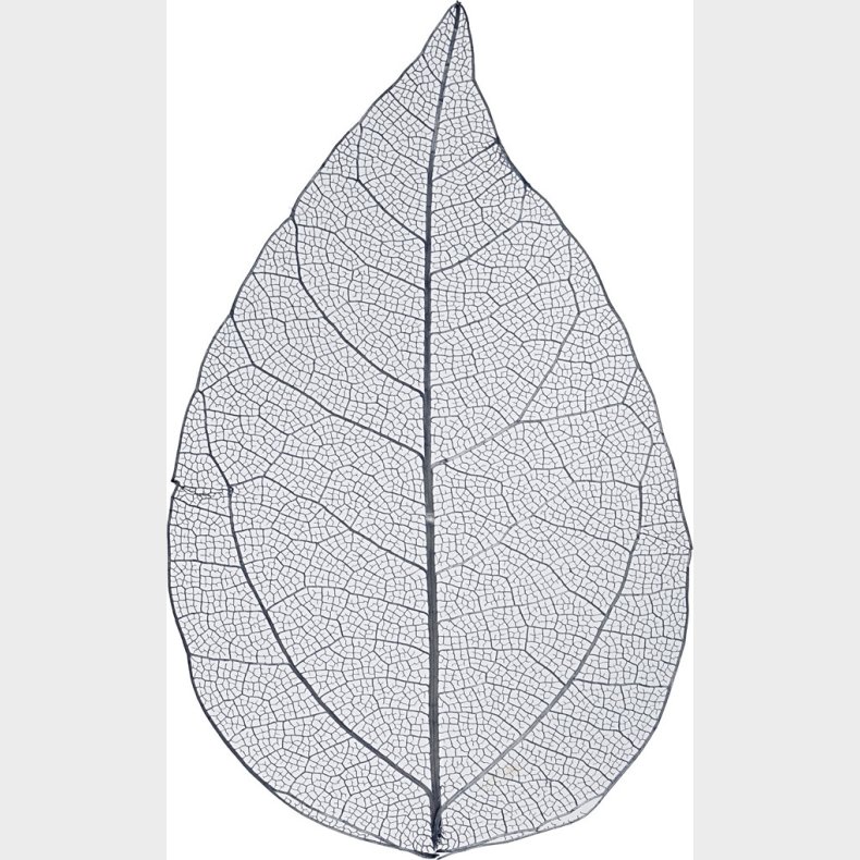 Skeletblade - L 6-8 Cm - Bl - 20 Stk.