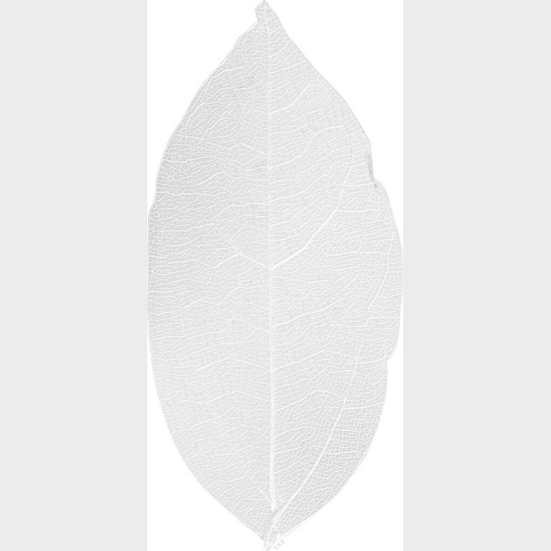 Skeletblade - L 6-8 Cm - Hvid - 20 Stk.