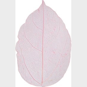 Skeletblade - L 6-8 Cm - Lyserd - 20 Stk.