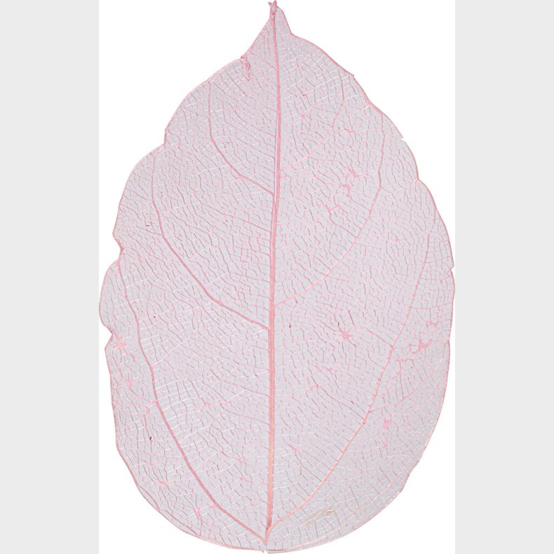 Skeletblade - L 6-8 Cm - Lyserd - 20 Stk.