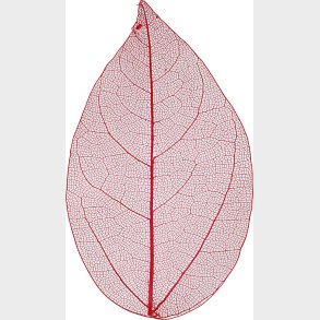 Skeletblade - L 6-8 Cm - Rd - 20 Stk.