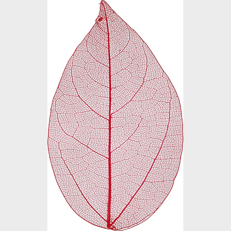 Skeletblade - L 6-8 Cm - Rd - 20 Stk.