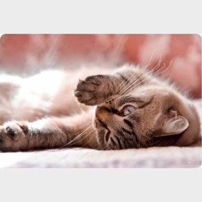 Skriveunderlag 60 X 40 Cm - Little Cat