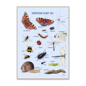 Ciha | Plakat 50 x 70 cm - Smdyr omkring dig Norsk