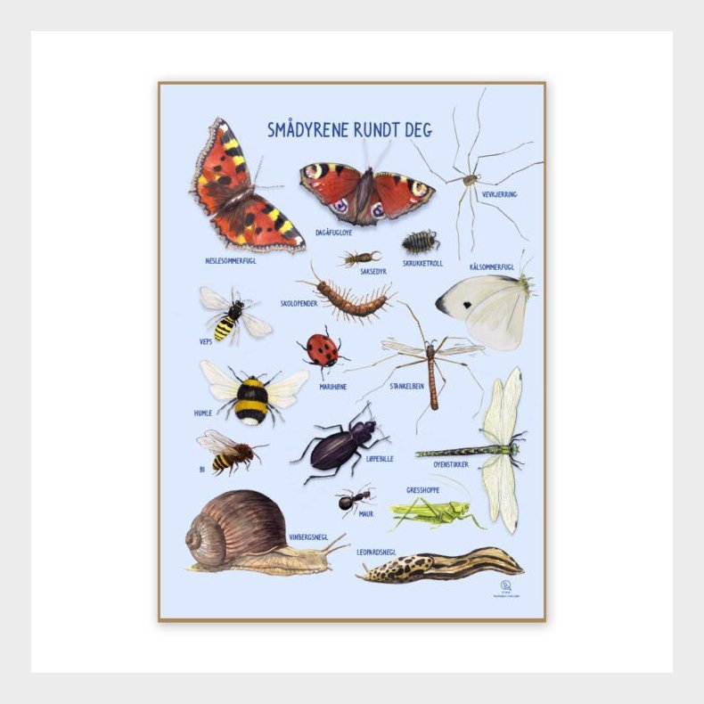 Ciha | Plakat 50 x 70 cm - Smdyr omkring dig Norsk