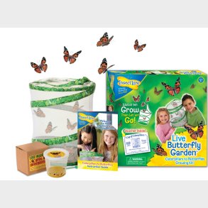 InsectLore | Sommerfuglehave m. 5 fritleverede larver