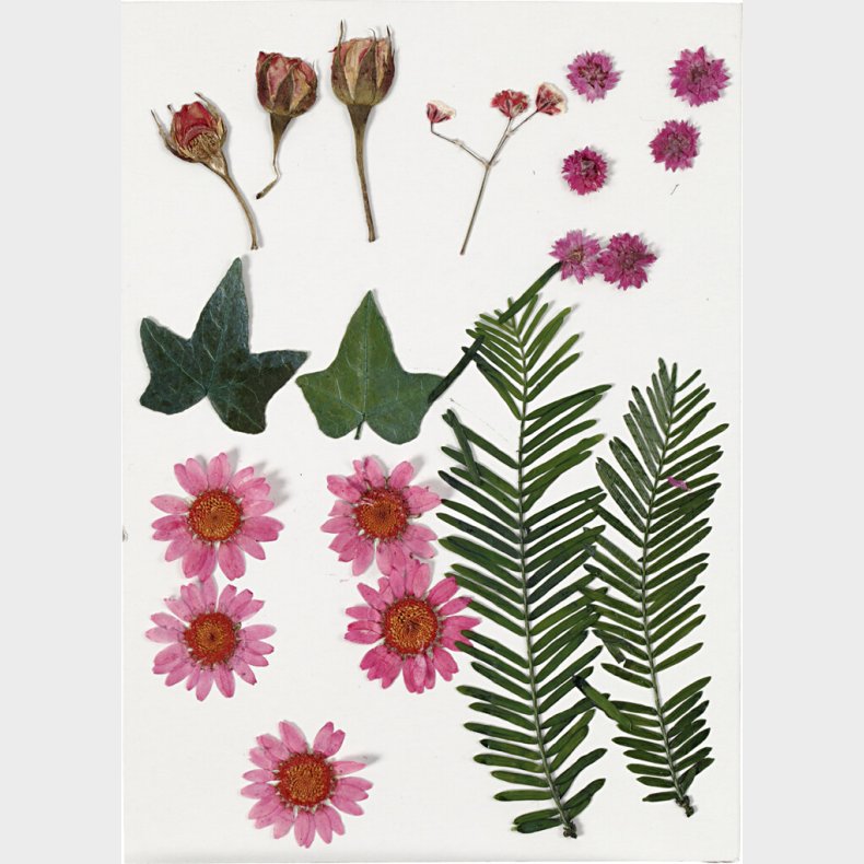 T�rrede Blomster Og Blade - Lyser�d