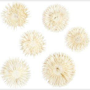 T�rrede Blomsterhoveder - � 3-5 Cm - 6 Stk.