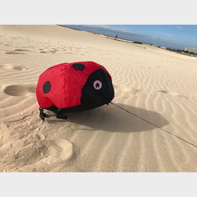 Vindmagi - Hoppende mariehne (40 x 40 cm.)