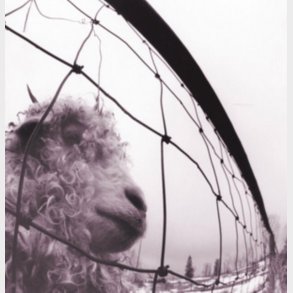 Pearl Jam - Vs. - Remastered - Vinyl Lp