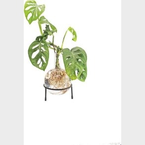 Winkee - Hydro Vase Flora