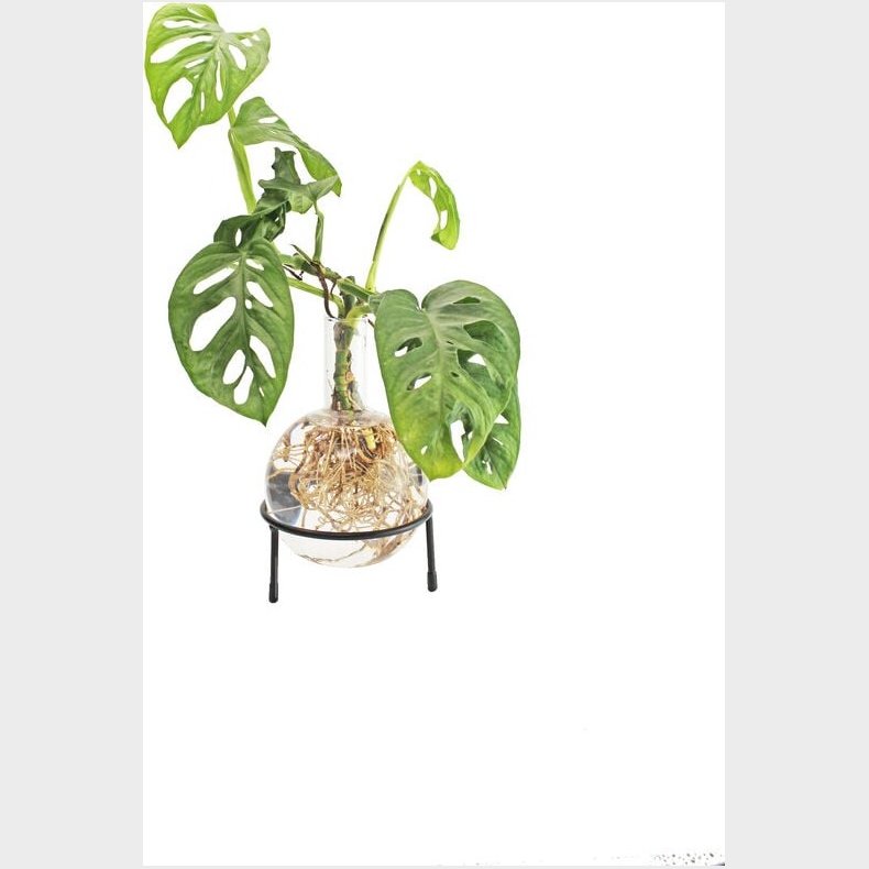 Winkee - Hydro Vase Flora