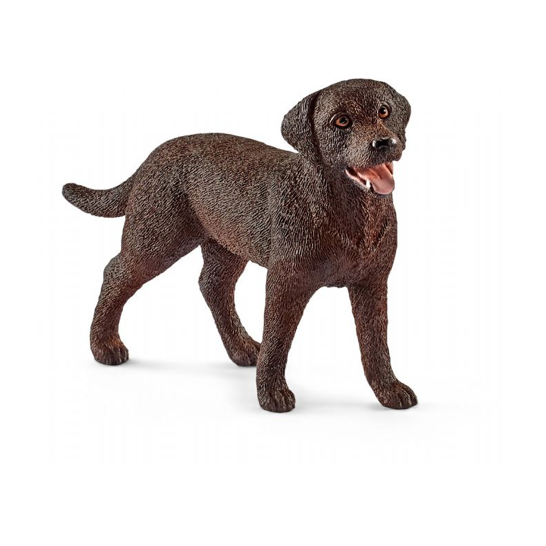 Labrador Retriever, hun