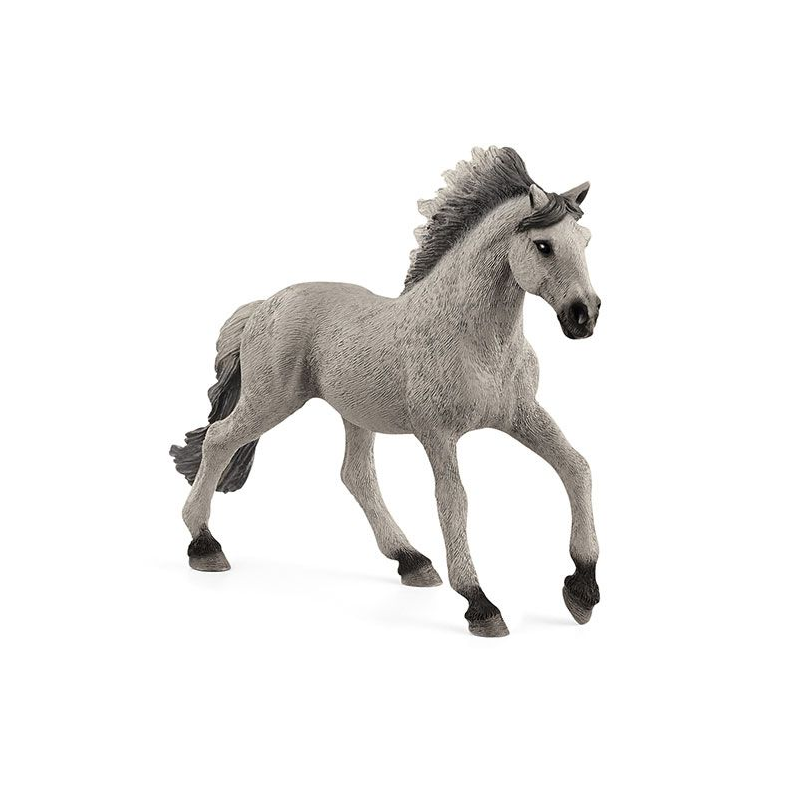 Sorraia Mustang-Hingst