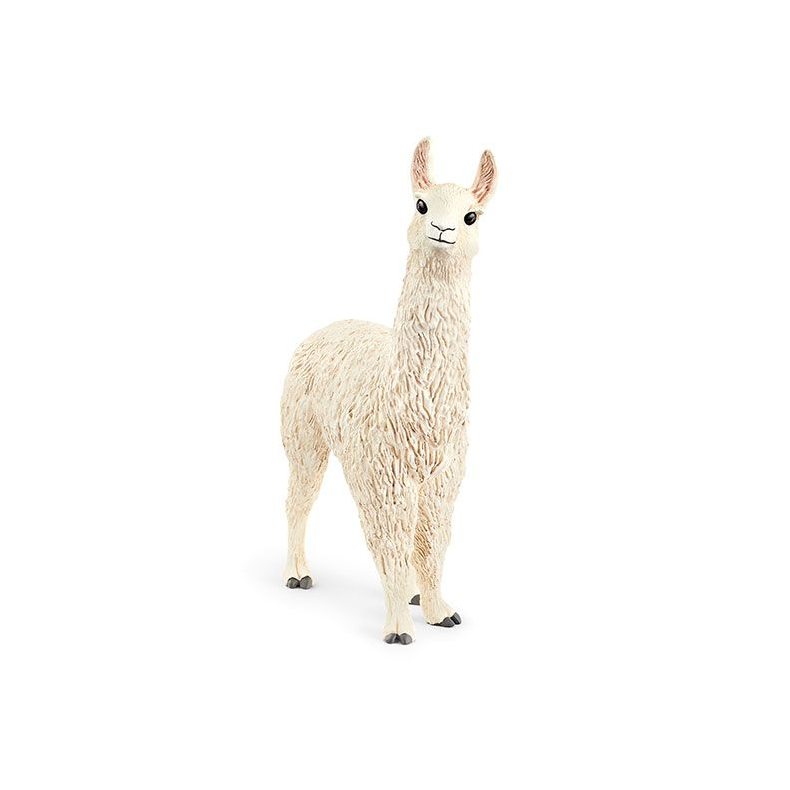 Lama