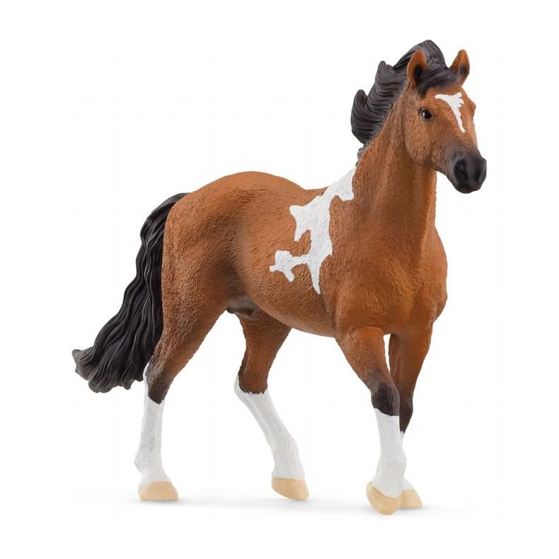 Mangalarga Marchador-hingsten