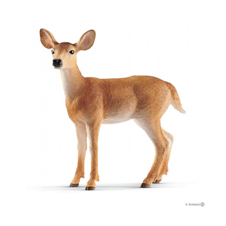 Whitetail-hind