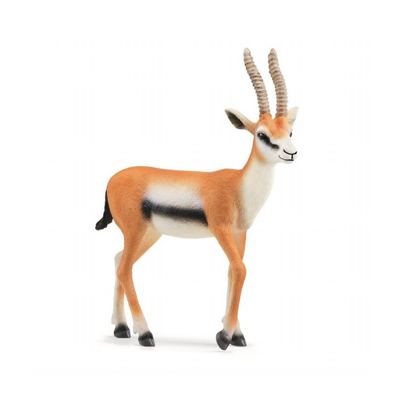 Thompsongazelle