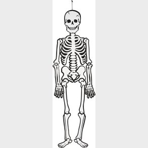 Skelet - H 120 Cm - 300 G - Hvid - 1 Stk.