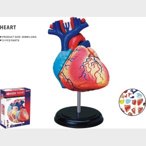 Robetoy - Human Anatomy - Heart (10 Cm) (26052)