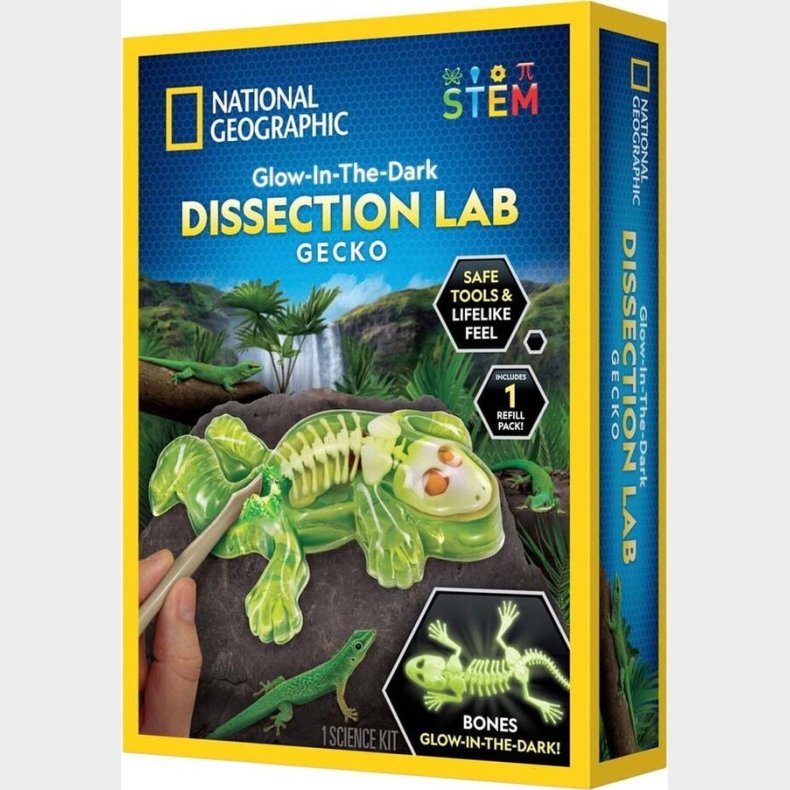 National Geographic - Lab M Gekko-dissektion