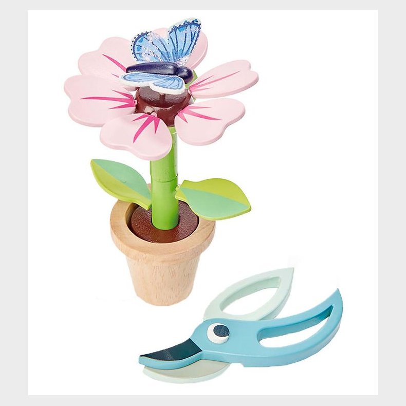 Tender Leaf Trlegetj - Blomst I Potte