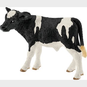 Sch13798 Holstein Calf