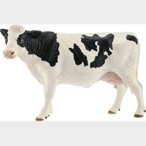 Sch13797 Holstein cow