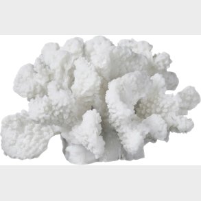 Coral, Branches Small