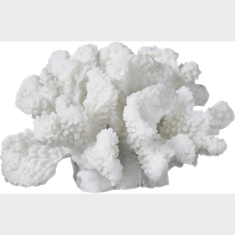 Coral, Branches Small