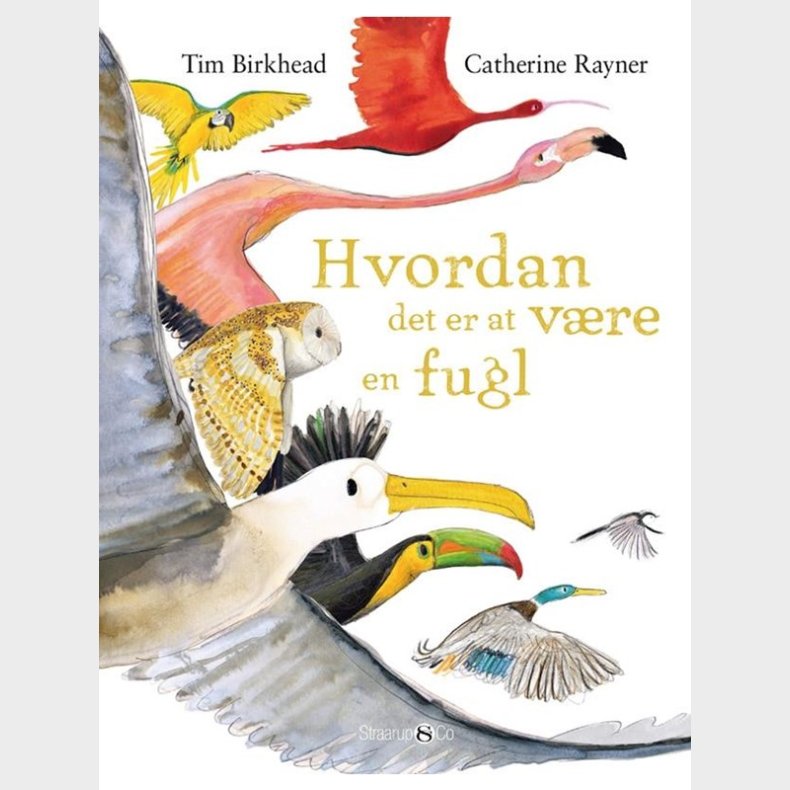 Hvordan det er at vre en fugl - Brnebog - hardback